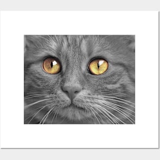 Yellow eyed cat Posters and Art